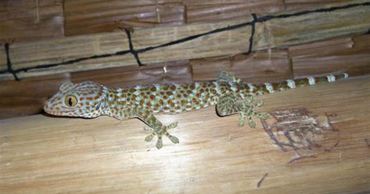 Tuko Lizard