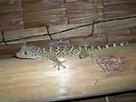 Tuko Lizard
