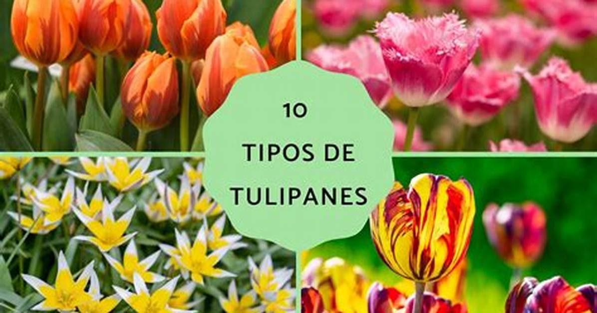 Tulipanes - Espressocoder