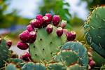 Tunas Fruit