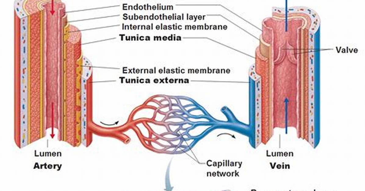 Tunica Externa