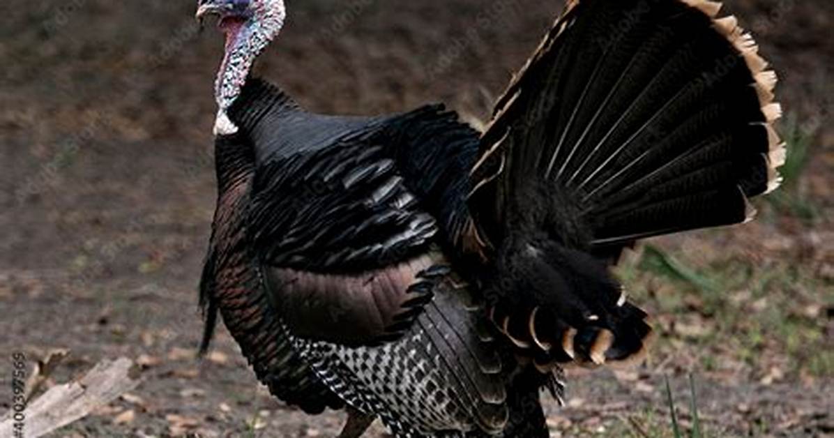 Turkey Beak