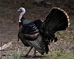 Turkey Beak