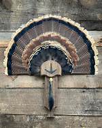 Turkey Fan
