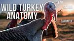 Turkey Snood