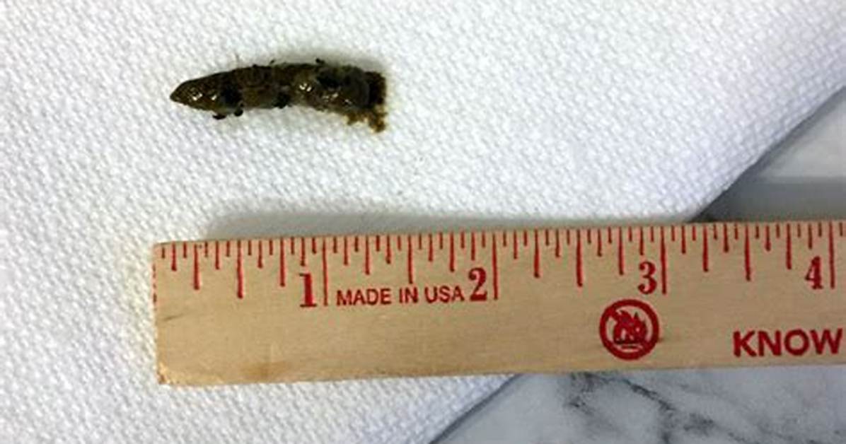 Turtle Poop