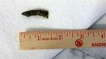 Turtle Poop