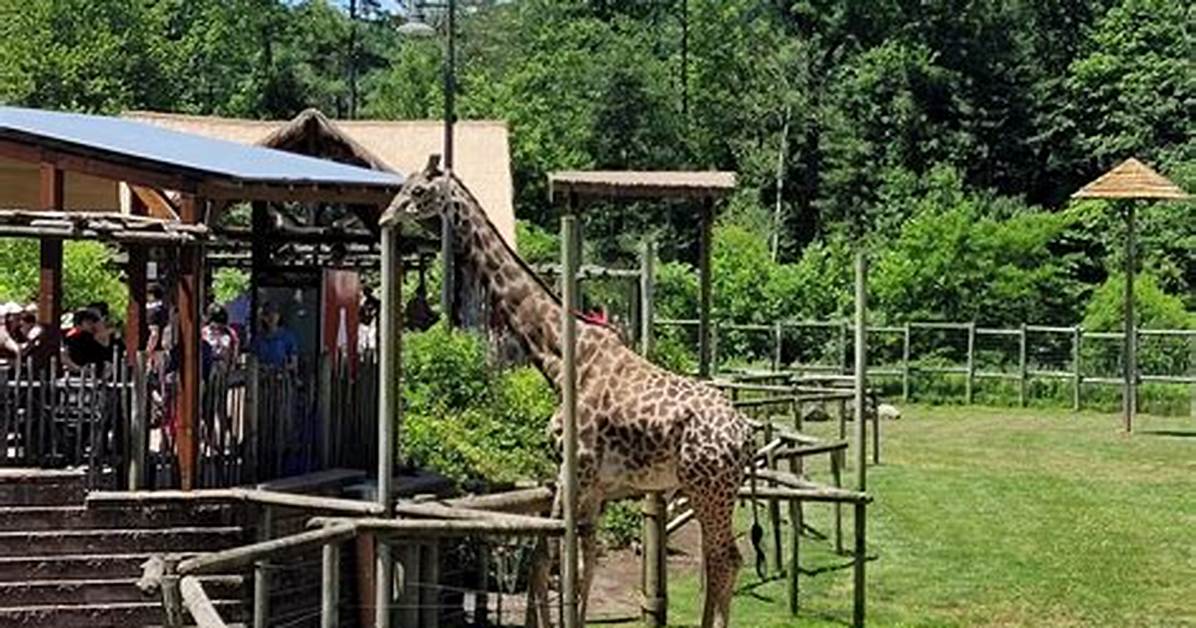 Turtleback Zoo