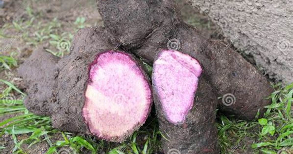 Ube Root