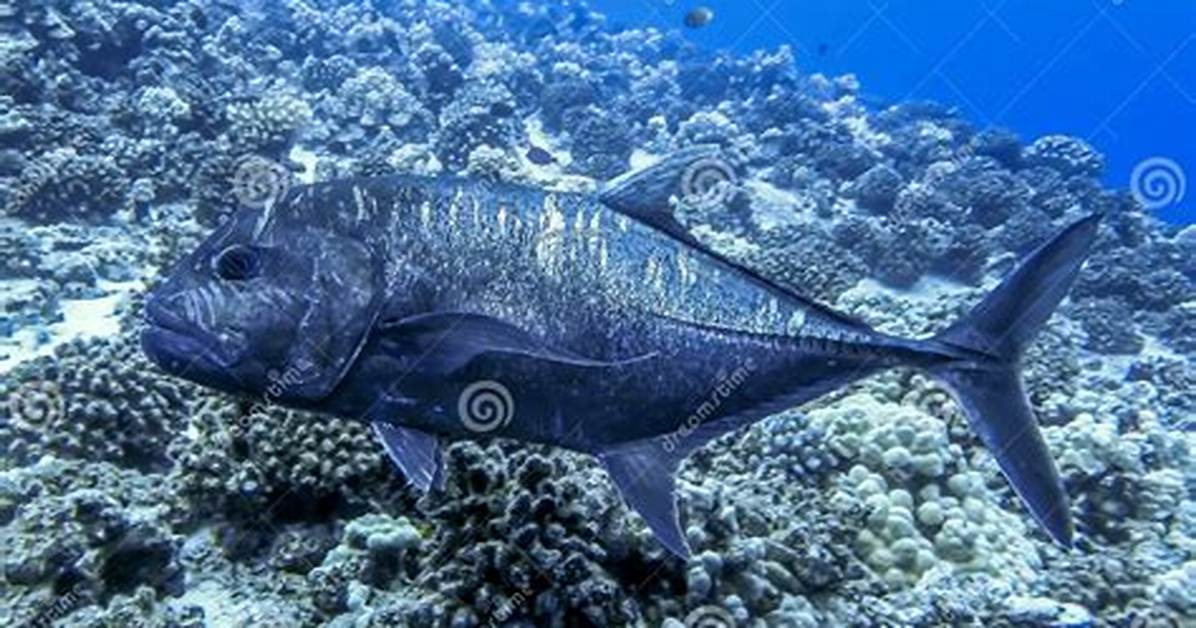 Ulua Fish