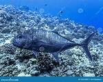 Ulua Fish
