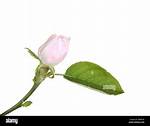 Unopened Flower
