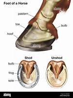 Unshod