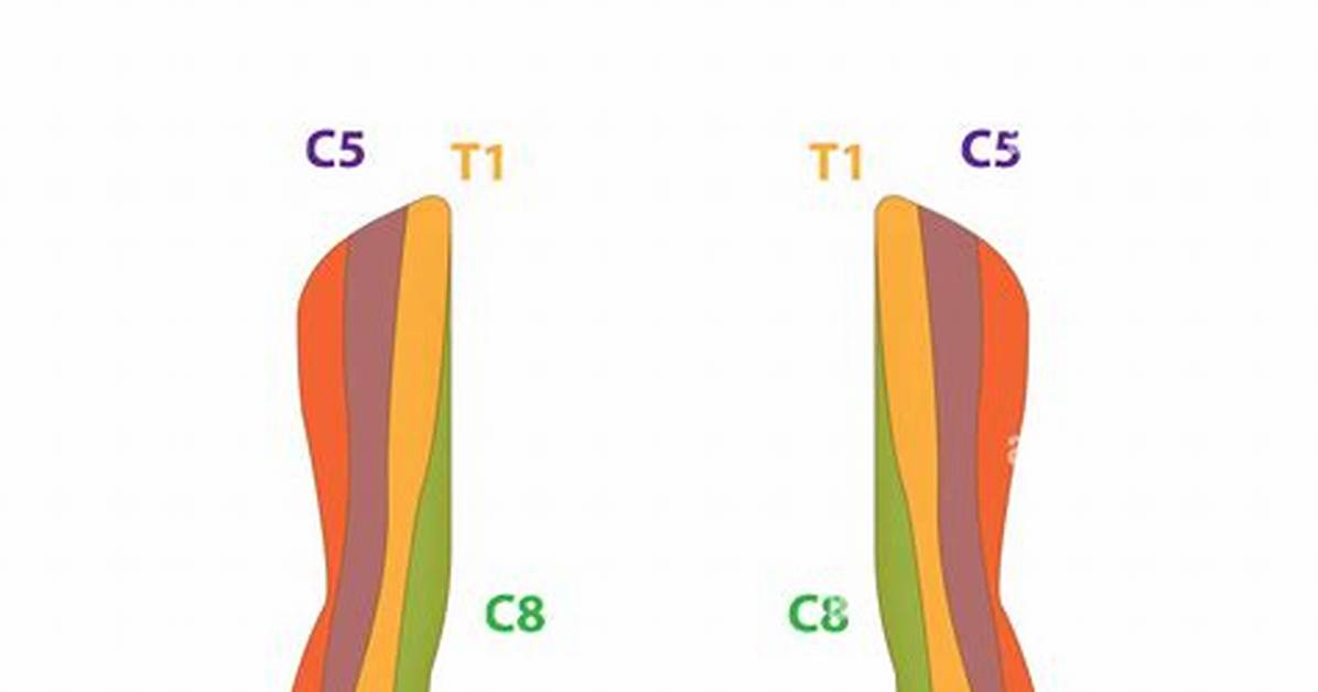 Upper Limb Dermatomes