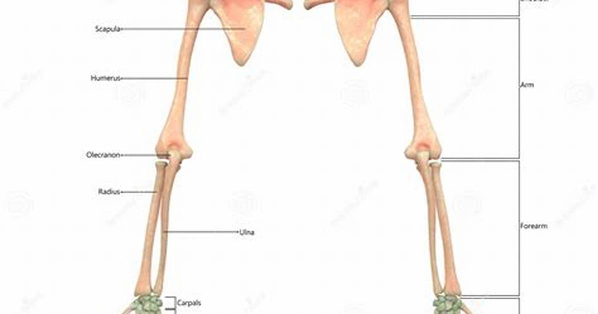 Upper Limbs