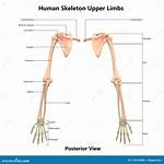 Upper Limbs