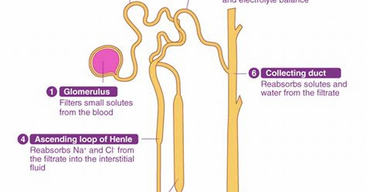 Urine Formation Steps