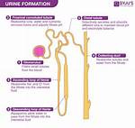 Urine Formation Steps