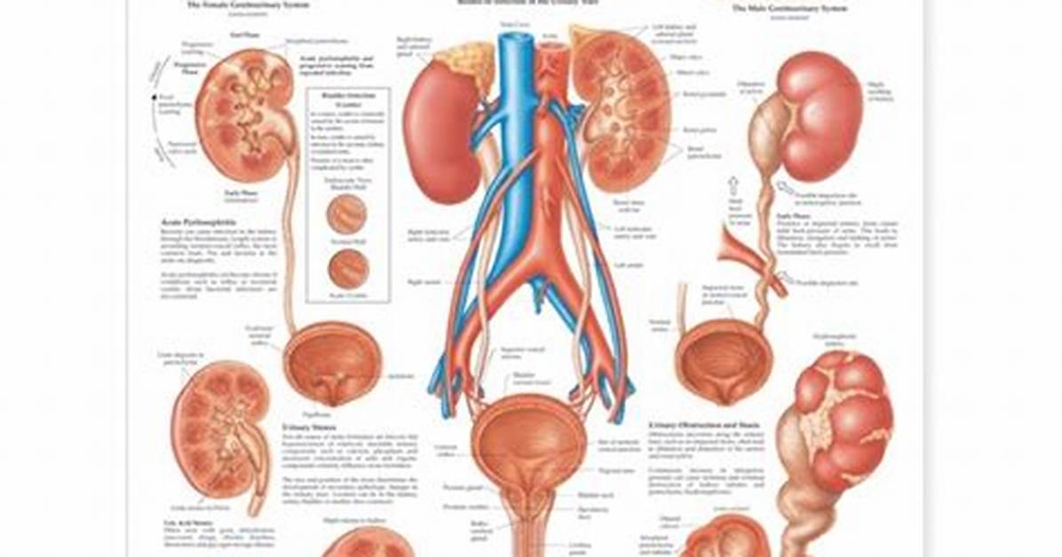 Urology