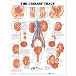 Urology