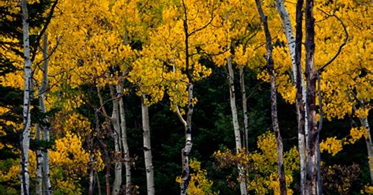 Utah State Tree