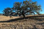 Valley Oak Tree