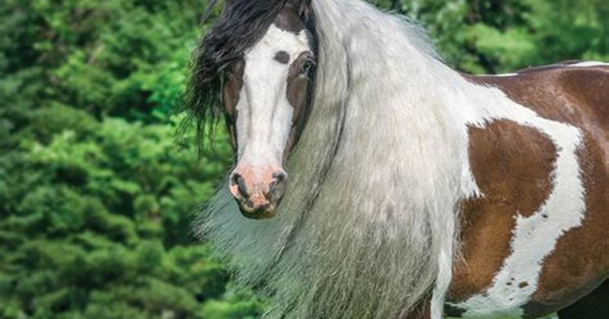 Vanner