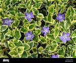 Variegated Vinca