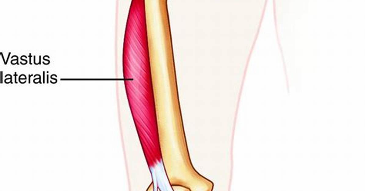 Vastus Lateralis Function