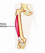 Vastus Lateralis Function