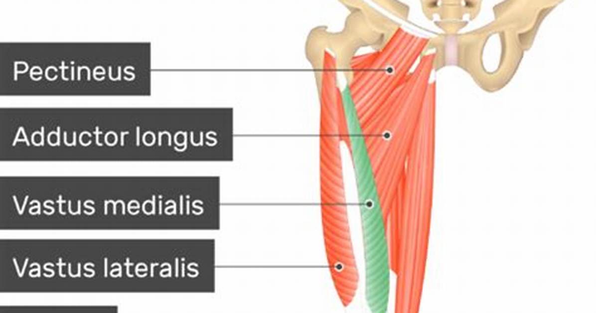 Vastus Medialis Function