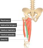 Vastus Medialis Function
