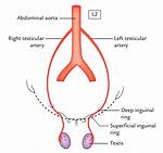 Vein on Testicle Surface