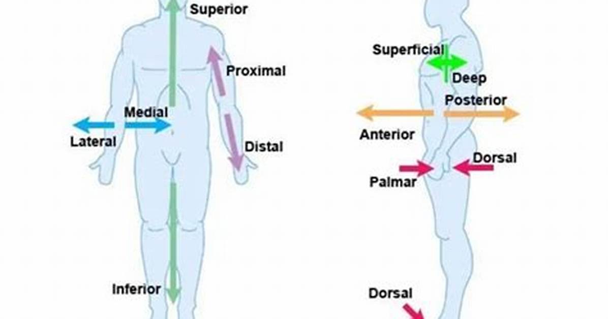 Ventral Meaning