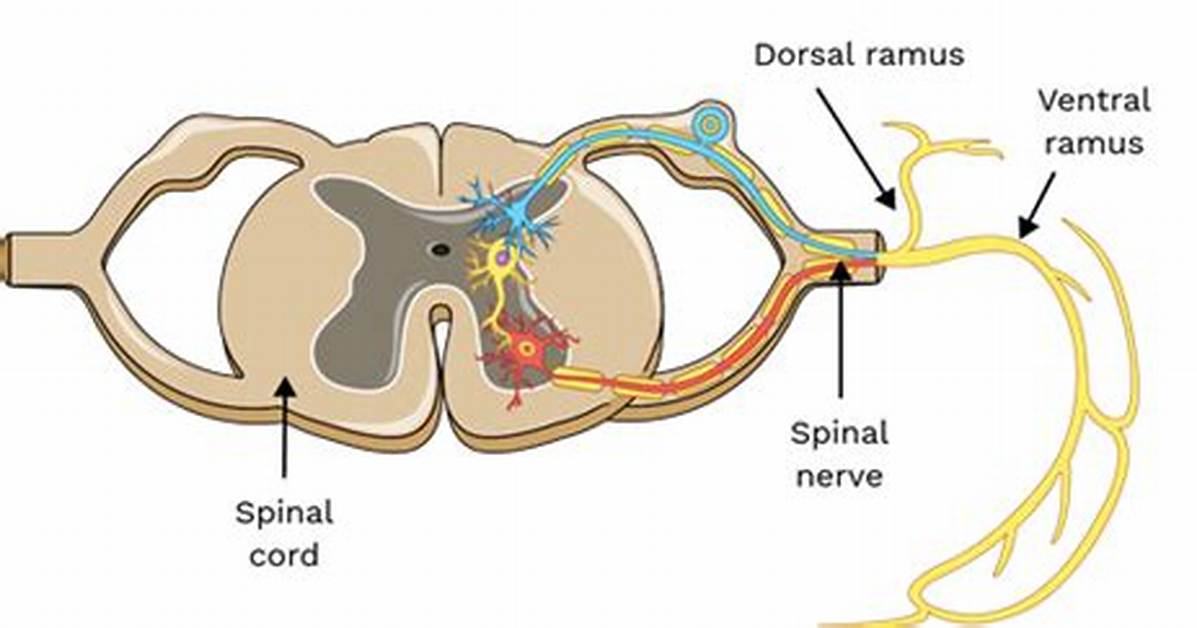 Ventral Ramus