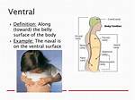 Ventral Surface