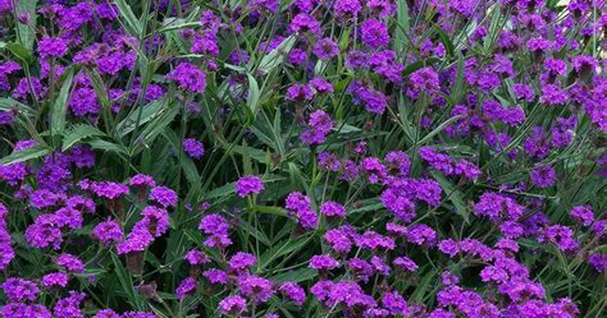 Verbena Rigida