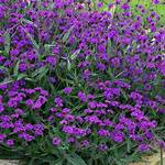 Verbena Rigida