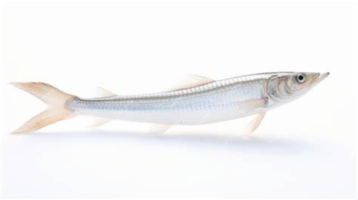 Very Slender Fish