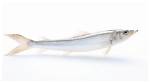 Very Slender Fish