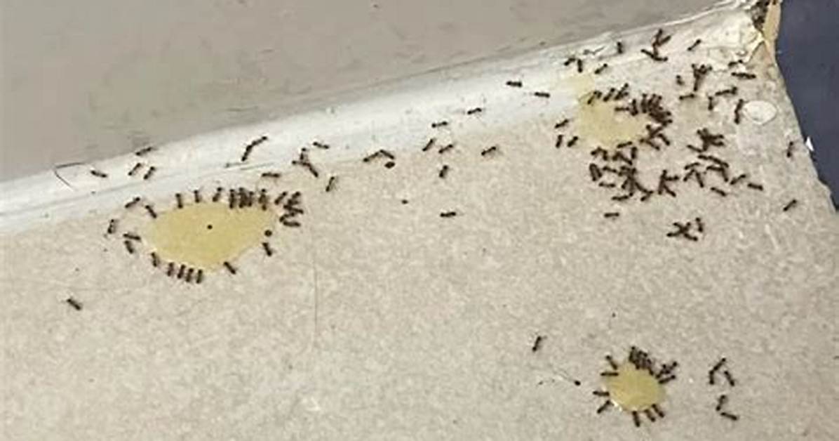 Very Tiny Ants