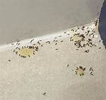 Very Tiny Ants