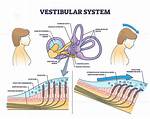 Vestibule Function