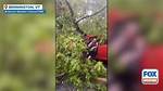 Video: Driver Slams into Fallen Tree
