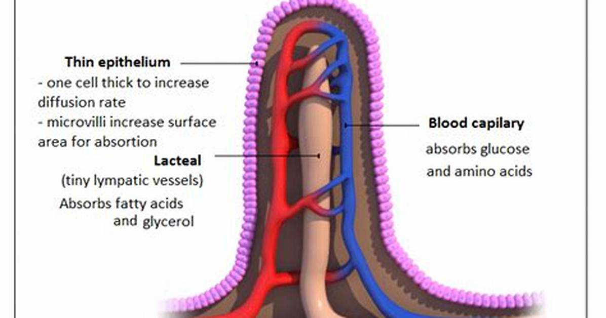 Villi Function