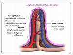 Villi Function