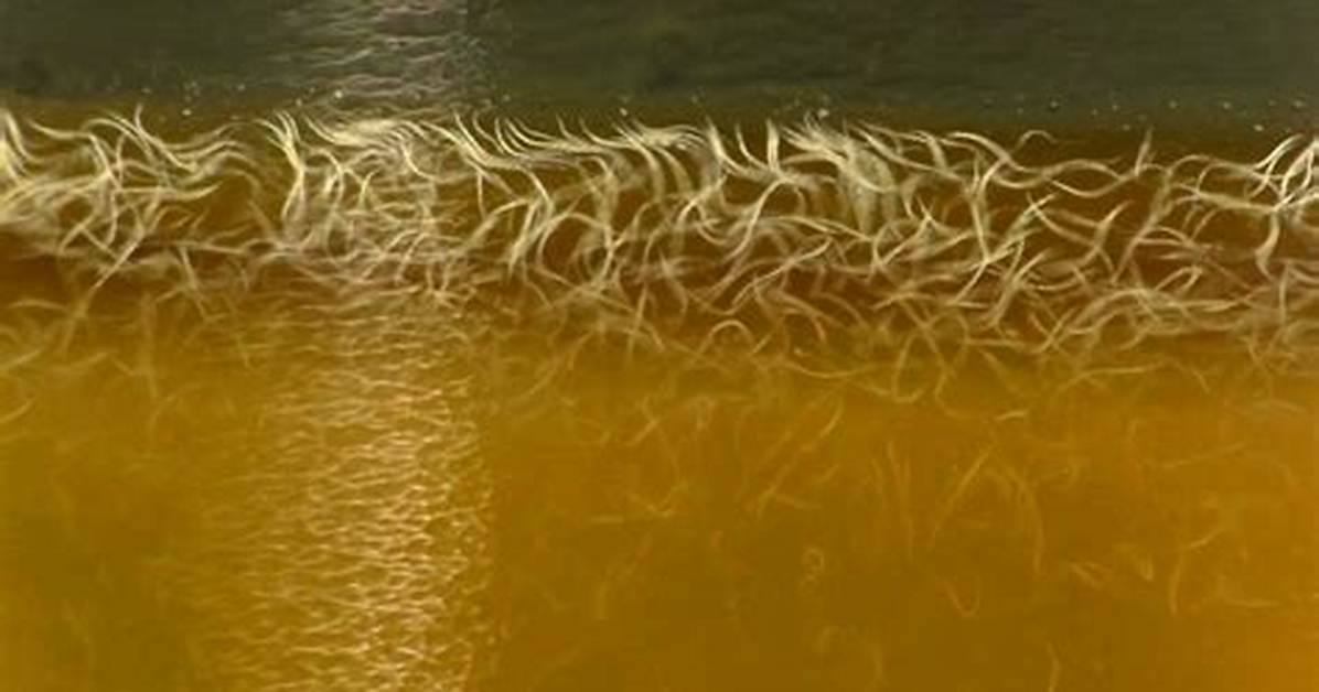 Vinegar Eels