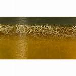 Vinegar Eels