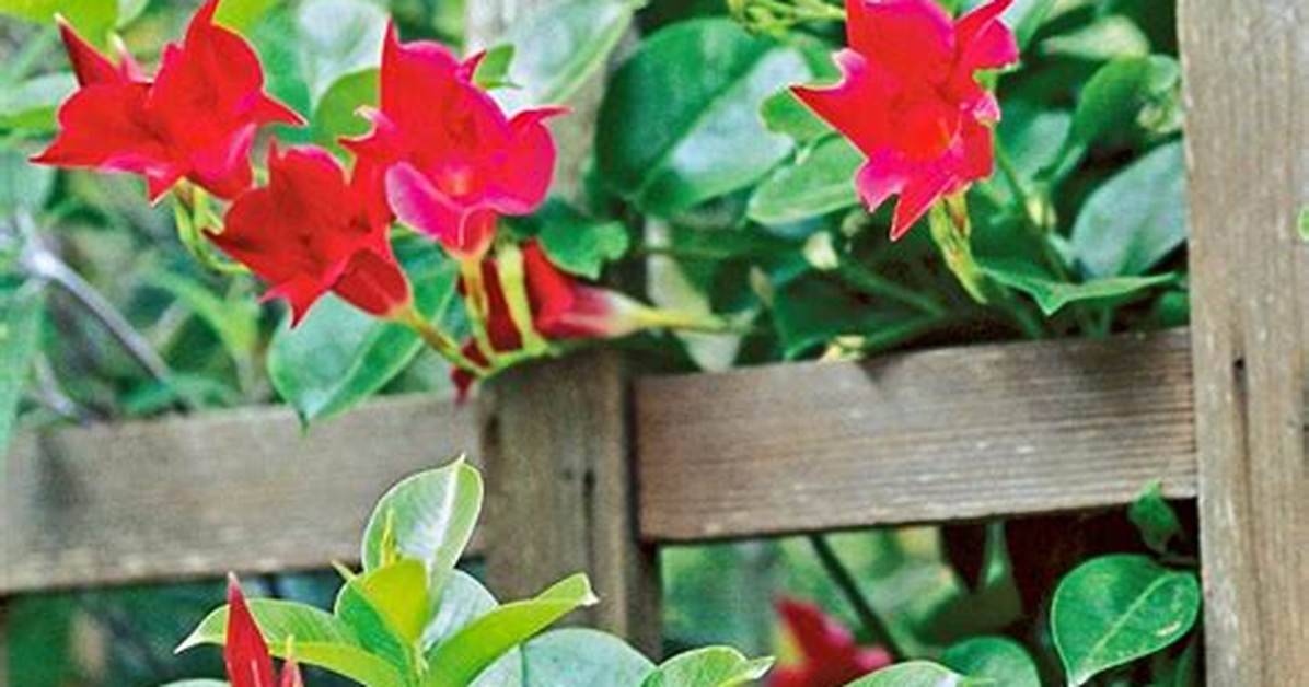Vining Mandevilla