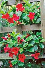 Vining Mandevilla